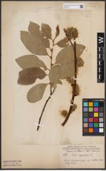 Foto von Salix caprea L.